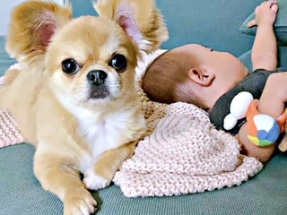 小さな弟の「お姉さん」になったハナちゃん（画像提供：うわうわ犬のハナさん）