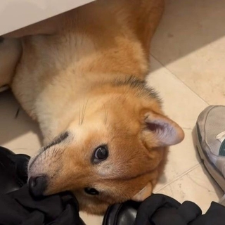 靴箱の下で寝るのがお気に入りの柴犬つくねちゃん（飼い主さん提供、Instagramよりキャプチャ撮影）