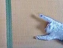 スヤスヤと眠るクールくん（画像提供：Tomohiro Uenoさん）