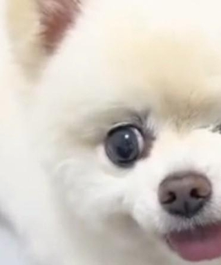 「本当にウィンクしてるみたい」片目の保護犬　にこにこする姿につけた名前は…　「めちゃくちゃかわいい」「ネーミングセンス神ってるやんけ」