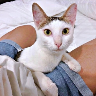 ベトナム猫のポンちゃん。お迎え時はほっそり（画像提供：Yoppyさん）