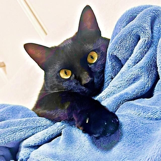 「寝ぐせ職人」の異名をもつすずりちゃん（画像提供：黒猫のすずりさん）