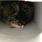頭にかぶせるとゴキゲンでゴロゴロ　ティッシュの空き箱大好き猫さん「映画泥棒にしか見えない」