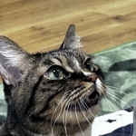 震災直後に保護された猫　家族を笑顔にし続け15年　「今夜が危ない」と告げられ…延命治療を受けながら3カ月　「また何処かで会うと願ってます」