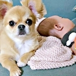 赤ちゃんと飼い主、どっちも気になる犬　二足立ちで右へ左へ行ったり来たり…ダンスみたいなステップがかわいすぎる