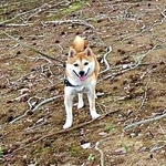「人混みを避ける陰気な犬」ドッグフェスでぼっち柴犬が向かった先は　にっこり笑顔の“避難場所”に「柴距離ですね」「密を避けている」