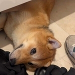 靴箱の下で寝るのがお気に入りの柴犬つくねちゃん（飼い主さん提供、Instagramよりキャプチャ撮影）