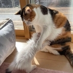 生後1カ月、元気のなかった保護猫→あたたかく見守っていた先住猫……3年後は？　立場が逆転した姿に「かわいすぎる」