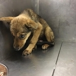 猪のくくり罠にかかった元野犬、恐怖と痛みで3本脚に？　家族とともに7年…ビビリで外に出られないが、家の中だけで十分幸せ！