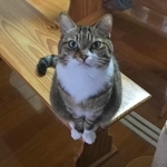 「抱っこ」の態度で、好き嫌いが一目瞭然の猫　とにかく嫌われている次男くん、切ない片思いの理由は？