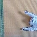 スヤスヤと眠るクールくん（画像提供：Tomohiro Uenoさん）