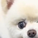 「本当にウィンクしてるみたい」片目の保護犬　にこにこする姿につけた名前は…　「めちゃくちゃかわいい」「ネーミングセンス神ってるやんけ」