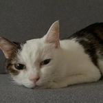心に寄り添ってくれた愛猫が末期のがんに…　愛猫と築いた12年間の思い出と最後の1週間に涙