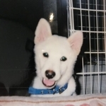 シロくんの「姿は目に見えないけれど、ずっとそばにいる」と飼い主　脳梗塞を乗り越え16年間を生きた愛犬の奇跡