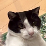 花畑の上でへそ天全開　手足を投げ出し爆睡する猫に「飲み過ぎたおじさんだ……」「家に帰って来た時の俺そっくり」