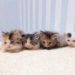 「もう亡くなっているかも」冷たく横たわる子猫を保護　3日後にきょうだいも…懸命な治療で起きた奇跡にネット感涙「出会えてよかったね