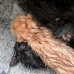 箱の中にはへその緒のついた子猫が4匹…（「moto保護猫シェルター」さん提供、Instagramよりキャプチャ撮影）※画像はトリミングしています