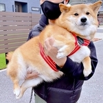 ストライキから抱っこへ！ 運ばれるコンソメくん（画像提供：ポメ柴コンソメ 3歳さん）