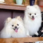 愛犬もお客様にカウント…お店の心遣いに「嬉しすぎる」2.7万いいね　「ちゃんと2名様になってますね」「可愛すぎて泣けそう」