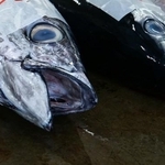 98円の本マグロの「頭とカマ」……がんばったら、意外な“ごちそう”に　プロの技に「錬金術師だ」「夢ありすぎます」