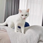 「ママはどこ？」布団の上で愛猫がキョロキョロ…飼い主「君の下。踏んでますよ」　SNSでは探し方がかわいすぎると大反響