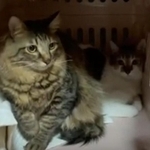 築60年の祖母宅で暮らす男性　2匹の保護猫を新しい家族に　押し入れに隠れていた兄弟が夜には早くも甘えん坊　「こんなにかわいいとは」