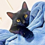 「寝ぐせ職人」の異名をもつすずりちゃん（画像提供：黒猫のすずりさん）