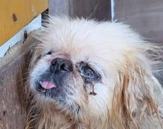 シニアになり繁殖に使えなくなると「不要犬」とされ、買い取り業者へ転売されそうになった…（北村さん提供、Instagramよりキャプチャ撮影）※画像はトリミングしています