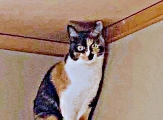 天井に届く高さから飼い主さんを見下ろすももこちゃん（画像提供：ともねぇさん）