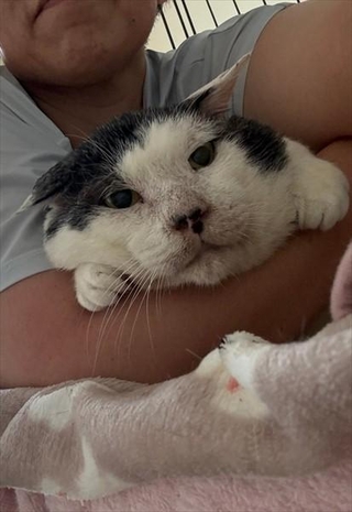 元ボス猫のリキさん（画像提供：松本さん）