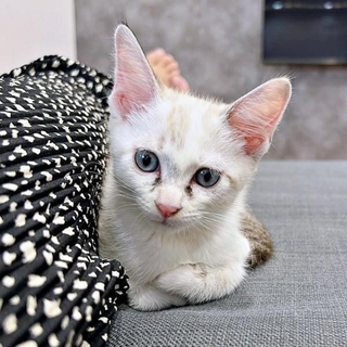 子猫時代、「ニャー」と鳴いていたおくらちゃんに変化が（画像提供：soranohiさん）