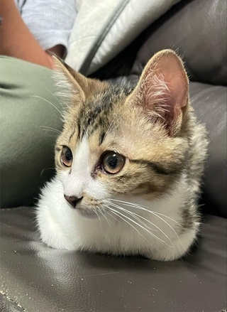子猫のスイちゃん