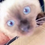八百屋さんで子猫が2万円！？(よりパパさん提供、Instagramよりキャプチャ撮影)※画像はトリミングしています