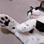 「前足がごま塩みたい」獣医のひと言で気づいた猫の個性　白い毛に黒い点々…「クッキーアンドクリーム」の声