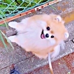 「車！」と声をかけると……愛犬の行動に1.8万いいね　「何てお利口さんなの」「避けた後の笑顔がたまりません」