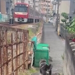 電車が大好きな柴犬、いつも見えなくなるまで「追い鉄」→運転士は「ファーン」と警笛ひとつ「京急電鉄さん粋なことしてくれる」
