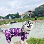 「なぜ他の子を？」切ない顔で飼い主を見つめる愛犬　じっとりした視線に「ジェラシー圧（笑）」「浮気を目撃したパートナー感」