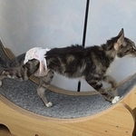 愛らしい「回転ドラム（キャットホイール）」を歩く姿で親しまれてきたピーちゃん（「あみと天国のうずら」さん提供）※画像はトリミングしています