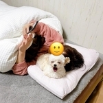 飼い主さんの枕で寝る愛犬用に小さな枕を用意→「人間の作戦失敗」　ほっこり攻防に「一緒がいいんだよね」「ドヤ顔最高」