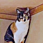 天井に届く高さから飼い主さんを見下ろすももこちゃん（画像提供：ともねぇさん）