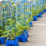 「このやり方で合ってるん？」小学校から持ち帰った鉢植えを見て母驚き　ペットボトルはじょうろだと思ってた…息子が教えてくれた斬新な水やりとは