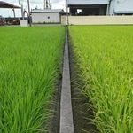 【熊本地震】「米が枯れてしまう！」猛暑と被災の二重苦　八代市の農家が訴える深刻な水不足「取り合いでけんかにならないか心配」