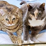 ベッドの使い方が話題に！天ちゃん（奥）と、がじゅまるちゃん（手前）（画像提供：もんさん）