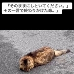 「そのままにしといてください」道路で動けない猫を前に返された一言…　懸命に生きようとした4日間　「命の重さはみんな同じ」保護団体代表の訴え