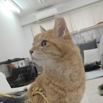 保護猫カフェでひとりぼっちだった「耳が聞こえないシニア猫」と運命の出会い→重度のペットロスで適応障害だった女性の人生が一変