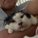 元ボス猫のリキさん（画像提供：松本さん）