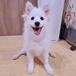「体だけ別生物みたい」初めて川遊びをした犬、濡れた直後の激変ぶりが話題　「新種だ！」「河童だ」「毛刈りされたあとの羊」
