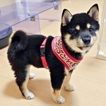 「これが不動柴か…」初めて外を散歩した豆柴→2分後、足元でうるうる　「かわいすぎる」「ぬいぐるみみたい」