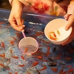 お祭りの夜の駅のトイレ　捨てられた1匹の金魚は酸欠状態だった　塩水浴で元気取り戻し白点病の治療も奏功した