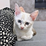 子猫時代、「ニャー」と鳴いていたおくらちゃんに変化が（画像提供：soranohiさん）
